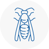 Lambeth North Wasp Nest Removal